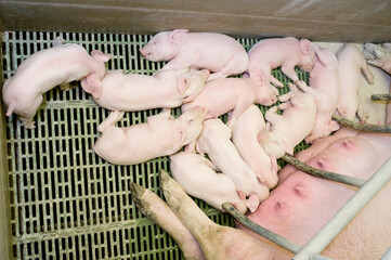 Pig farm. Industrial breeding of piglets