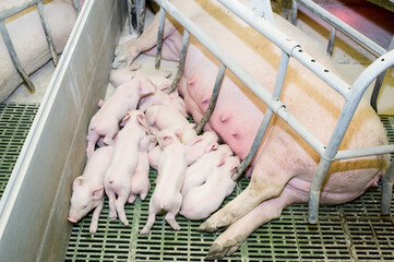 Pig farming is the raising and breeding of domestic pigs as livestock, and is a branch of animal