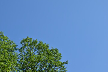 green leaves against blue sky