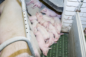 Pig factory farming is a subset of pig farming and of Industrial animal agriculture
