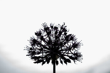 Closeup silhouette of a flower of decorative bow allium on a white background. Horizontal...
