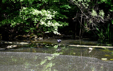 ducks on the river