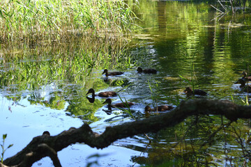duck in the pond