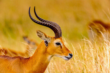 It's Close view of a beautiful antelope of Uganda, Africa