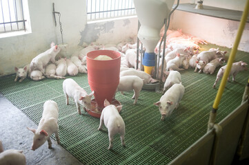 Pig farm. Industrial breeding of piglets