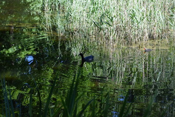bird in the pond