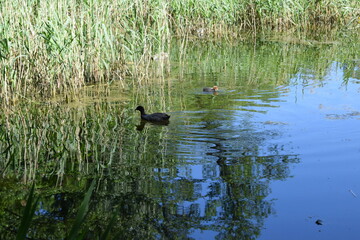 duck on the lake