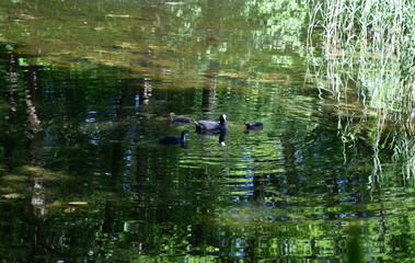 duck in the pond