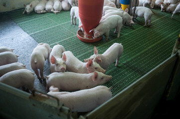 Pig farm. Industrial breeding of piglets