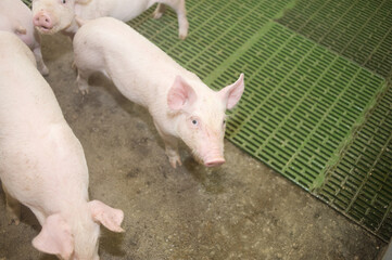 Pig farm. Industrial breeding of piglets