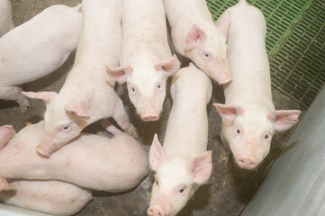 Pig farm. Industrial breeding of piglets