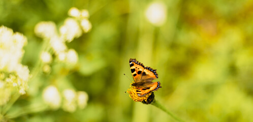 Butterfly urticaria on a flower, summer natural landscape.