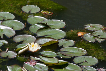 Water Lily floating with green lily pads