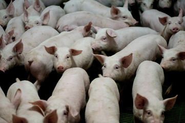 Pig farm. Industrial breeding of piglets