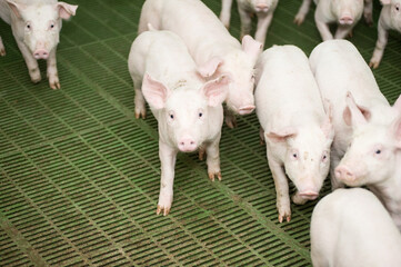 Pig farming is the raising and breeding of domestic pigs as livestock, and is a branch of animal