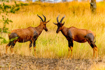 It's Couple of the antelope in Africa having lunch of the grass