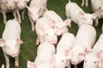 Pig factory farming is a subset of pig farming and of Industrial animal agriculture