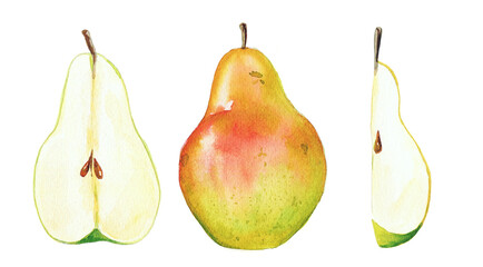 Garden pear and its parts, watercolor fruit