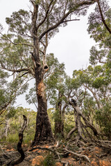A forest with some burnt trees in the Grampians National park in Victoria, Australia.