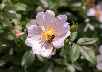 Fototapeta na wymiar Bee on dog-rose flower