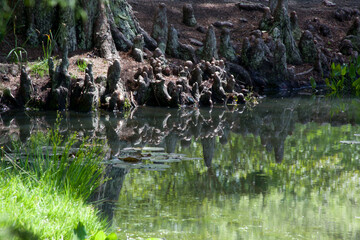 Trees reflected in quiet water