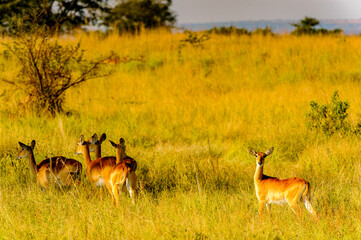 It's Flock of African antelopes