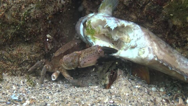 Jaguar round crab (Xantho poressa). Fauna of the Black Sea