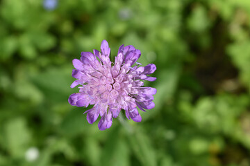 Acker-Witwenblume, Knautia arvensis, einzelne Blume mit vielen Blüten, Wildblume im Garten als Bienenfutter, Bienenweide gegen Bienensterben