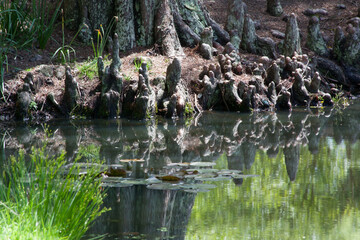 Trees reflected in quiet water