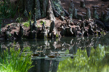 Cypress with knees reflected in water