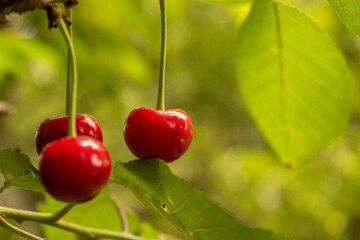Ripen cherries in the garden inviting for a bite.