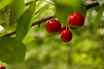 Ripen cherries in the garden inviting for a bite.