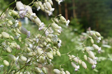 Taubenkropf-Leimkraut, Silene vulgaris, als Bienenweide, Bienenfutter als Wildblumen im Garten gegen Bienensterben