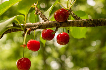 Ripen cherries in the garden inviting for a bite.