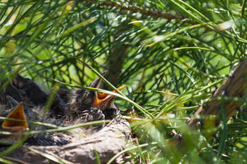 Young wild chicks with gray plumage in a nest on a coniferous green tree with covered eyes and wide open yellow beaks waiting for food - a worm or insect brought by adult birds.