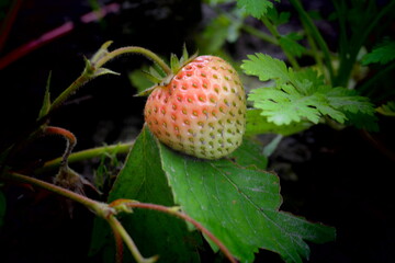 strawberry in the garden
