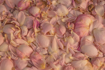Fallen pale pink rose petals, covering the ground.