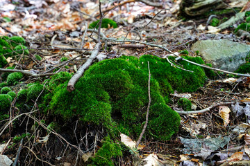 Moss growing in the woods at Rickett's Glen State Park. Located in Pennsylvania.