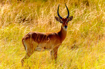 It's Antelope stays in the long grass