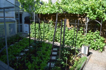 Tomatenpflanzen Photos Royalty Free Images Graphics Vectors Videos Adobe Stock