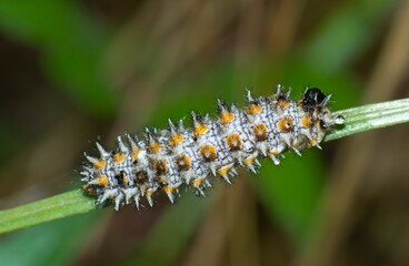 caterpillar of Melidaea didyma on a leaf