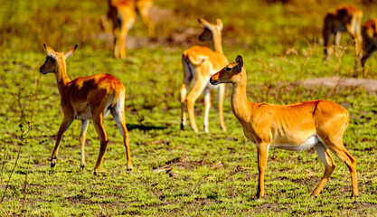 It's Flock of the antelopes