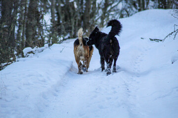dog running in the snow