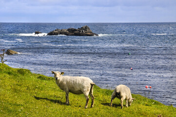 deux moutons, une brebis et son agneau, paissant paisiblement et en liberté au bord de la mer,...