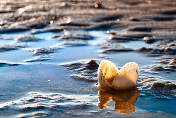 Sea shell on low tide water on the beach , picture have space for idea.