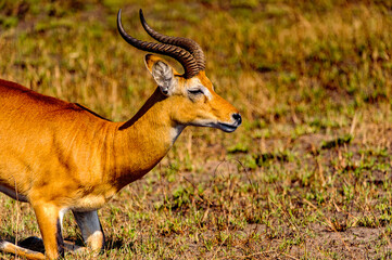 It's Antelope goes down on a knee