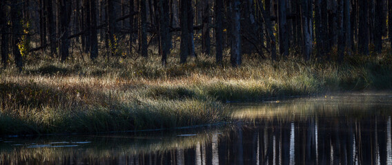 cobwebs in forest