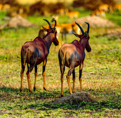 It's African antelopes with huge horns on the field of Africa