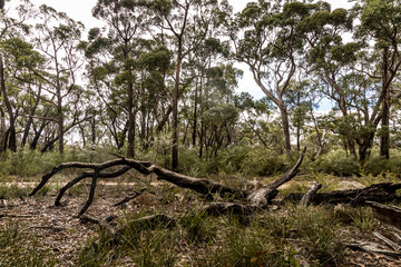 Fototapeta premium A forest with some burnt trees in the Grampians National park in Victoria, Australia.