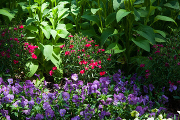 Fototapeta na wymiar Purple and Red flowers in the sunshine